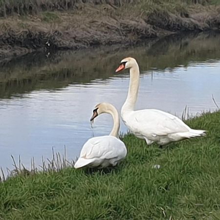 Delightful Cottage On The River Adur Close To Brighton & The Downs No Dogs Sorry Upper Beeding Eksteriør bilde